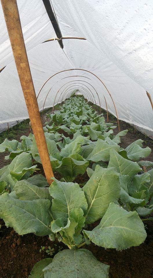 Cara Budidaya SAWI Organik Agar Cepat Panen Tips Petani Cara Budidaya SAWI Organik Agar Cepat Panen Tips Petani