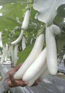 jenis irigasi lahan