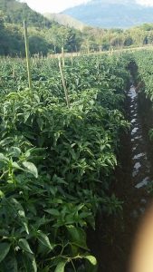 Tiang Ajir dan Mulsa Pada Tanaman Cabe