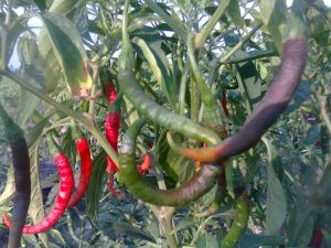 Tanaman Cabe Berbuah Lebat