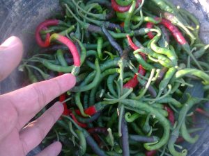 Buah Cabe yang Sudah Dipanen