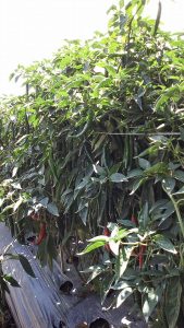 Tanaman Cabe Pertumbuhannya Bagus