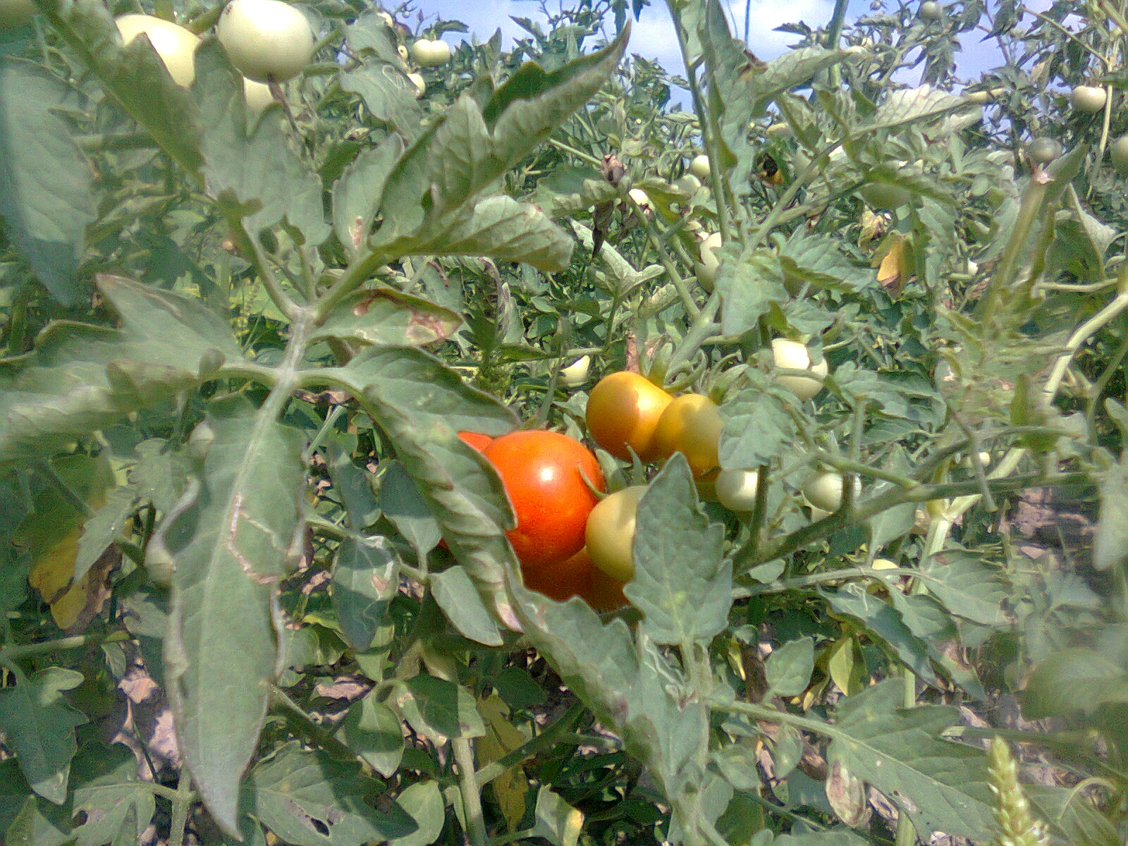 tomat rampai