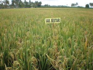 Padi varietas bestari