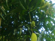 Pohon Mangga