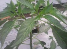 Tanaman Cabe