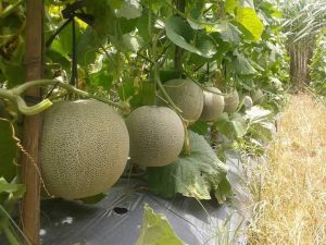 cara menanam melon agar berbuah lebat