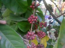 pohon kopi arabika