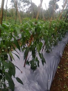 Jarak Menanam Cabe paling ideal