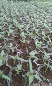 Bibit cabe
