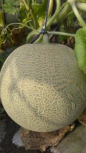 tips bertani melon agar sukses