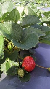 Tanaman Strawberry Subur