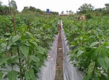 Tanaman cabe subur dan sehat
