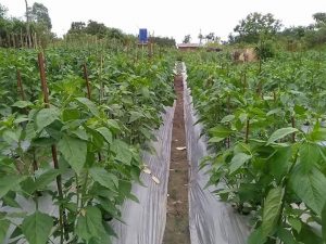 Tanaman cabe subur dan sehat