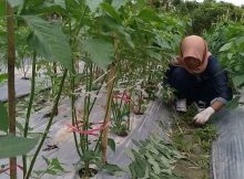 Cara Merempel Tanaman Cabe