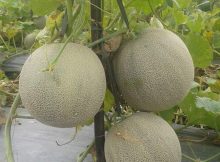 Melons