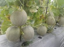 Tanaman Melon Berbuah Lebat