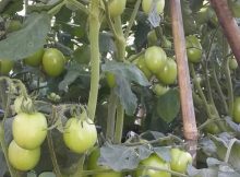 Tanaman Tomat Besar Berbuah Lebat