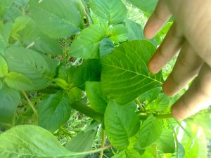 Bayam Raja Tumbuh Subur dengan Jarak Tanam Ideal