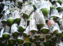Pengemasan buah pepaya california