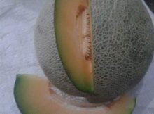 Matangnya Buah Melon Karena Hormon Gas Etilen