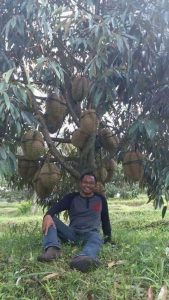 Dr. LUTHFI BANSIR Pakar Durian dan Pemuliaan Tanaman