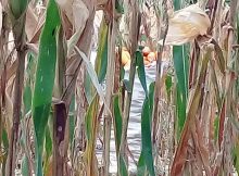Bibit Jagung Dikeringkan Dari Pohonnya Langsung, Kulitnya Nampak Berwarna Cokelat