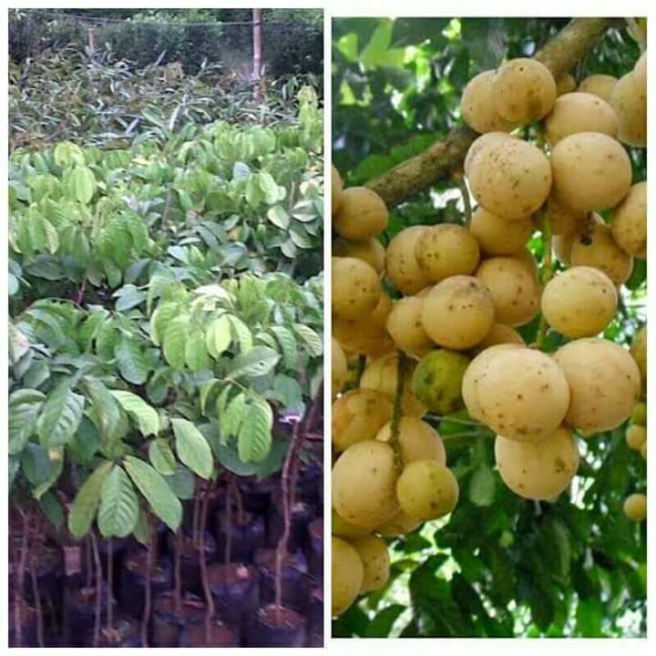 Pros and Cons of Transplanted Longan Trees in Agriculture Tips Petani