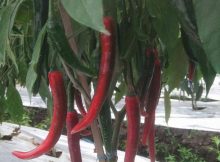 Chili plant