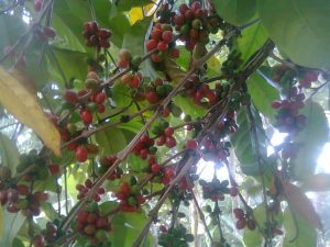 how to harvest coffe beans