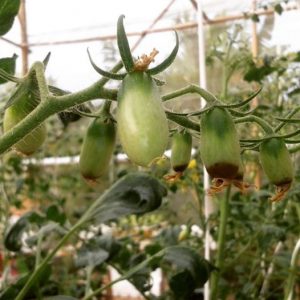 Blossom End-Rot in Tomatoes