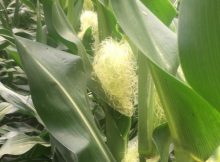 Jagung berbuah lebat