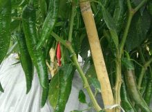 How to Make Your Chili Pepper Tree Grow Upright