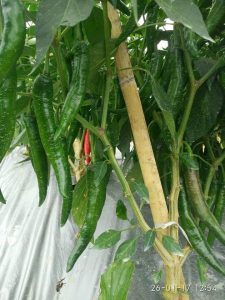 How to Make Your Chili Pepper Tree Grow Upright