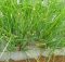 Shallot/Onion (Allium ascalonicum) Farming 101