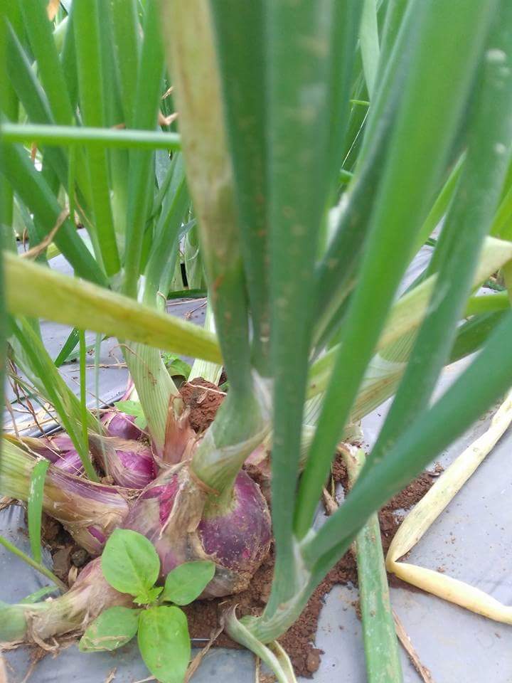 Shallot (Allium ascalonicum) is a type of season-y ...