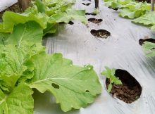 How to Farm Organic Curly Lettuce