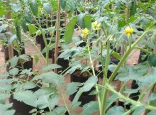 Currant Tomato Seedlings