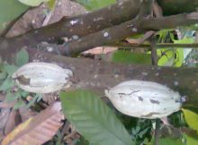 Pest Management of Cocoa Pod Borer in Agriculture