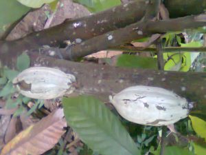 Pest Management of Cocoa Pod Borer in Agriculture