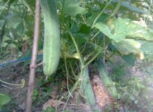 Bad growth on a cucumber plant because of pests and diseases.