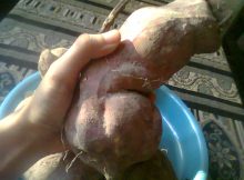 Sweet Potato Crops from Vegetative Method