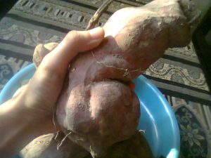 Sweet Potato Crops from Vegetative Method