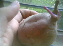 Tunas Vegetatif pada mantang/ubi jalar