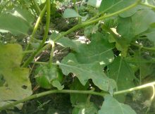 Brown and Yellow Specks on Eggplant Leaf because of Necrosis and Chlorosis.
