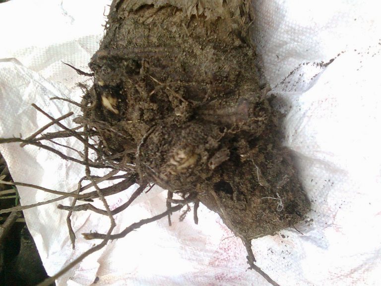 MOL BONGGOL PISANG: Cara Membuat, Dosis, Fungsi, Aplikasi dan