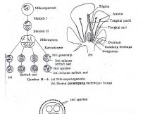 Proses terjadinya mikrosporogenesis pada tumbuhan angiospermae