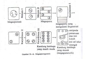 megasporogenesis