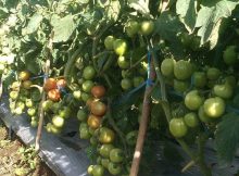 Produktivitas Tomat Tinggi karena Bebas Gulma
