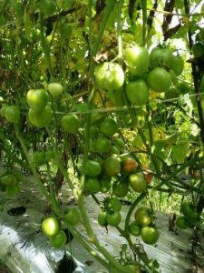 irigasi tetes